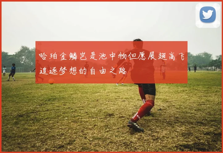 哈珀金鳞岂是池中物但愿展翅高飞追逐梦想的自由之路